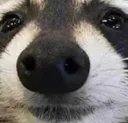 raccoonweird
