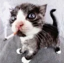 gatofumeta