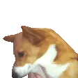 corgiJAM