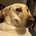 DogeSUS