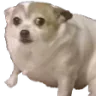 donthitmesenpai