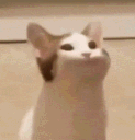 popcat