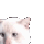 catJam Discord Emoji