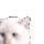 catJam catJam