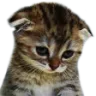 saddestkit