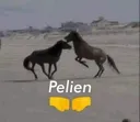 pelien
