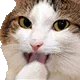 Catgiggle CatGiggle Discord Emoji