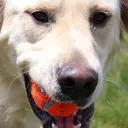 apollo
