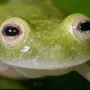 yoinki