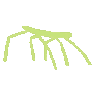 stickbug