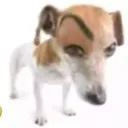 susdog