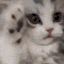 E_cat_cute Discord emoji