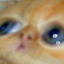 E_cat_ladno Discord emoji