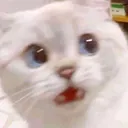 CatSurprised
