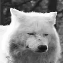 wolfannoyed wolfannoyed