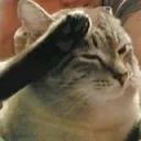 Catrespect