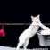 catpiss