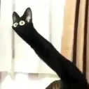 whatsgoingoninhere