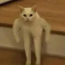 buffcat buffcat