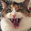 catlaugh2