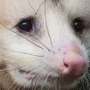 concernedpossum