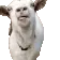 goatlick