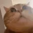 FUCK_FattyDell