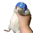 MegaRat MegaRat