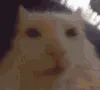 catareldansen catareldansen