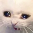 catsob