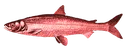redherring redherring