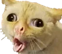 CatLOL