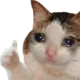 Catthumbsup