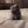 ch_aman Discord emoji