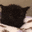 ch_ears Discord emoji