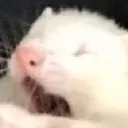 lulu_screm lulu_screm