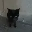 gato