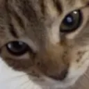 0 Catstare Discord Emoji