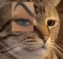 cateyebrow cateyebrow