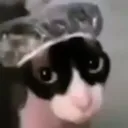 Catstare