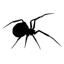 blackspider