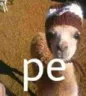 pe pe