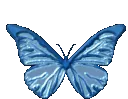 bluebutterfly