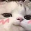 cat_smug
