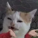 SS_cattf