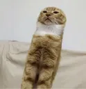 catbaguette