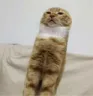 catbaguette