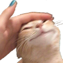 CatPat