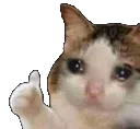 sadCat