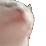 catjamhyper